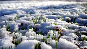 Snow Grass Fluffy