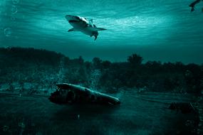 Water Underwater Ocean