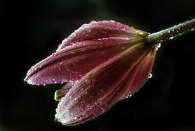 a plant in drops of water