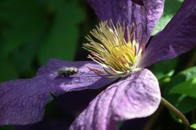 Flower Clematis Blue