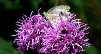 butterfly plant purple