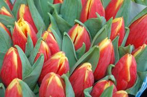 Tulip Flower Garden