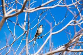 bird on the branches of large