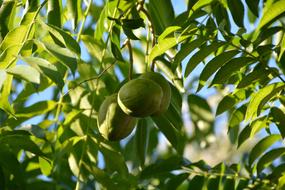 green fruits with leaves