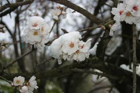Almond Tree Flower Snow