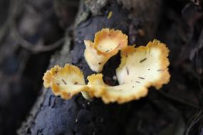 Nature Fungus Wood