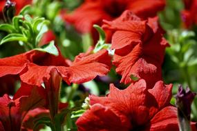 Garden Nature Flower