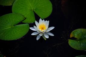 Water Lilies Aquatic Plants