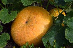 fresh pumpkin in the garden