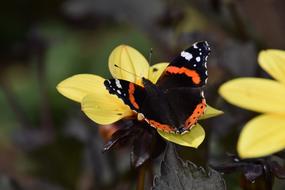 Nature Outdoors Insect