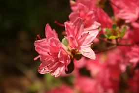 Pink Flower Nature