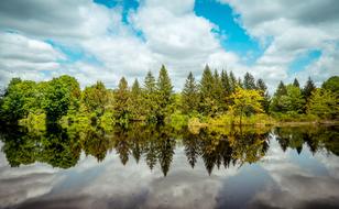Trees Woods Reflections Water