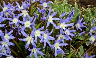 Flower Blue Spring