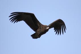 Nature Eagle Wing