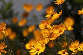 Flowers Nature Plants