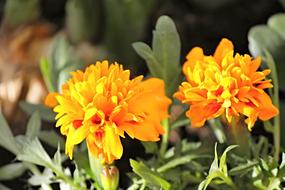 Marigold Orange Composites