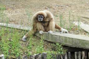 Monkey Nature Animal