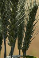 Grain Wheat Seed