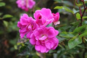 Flower Nature Flora