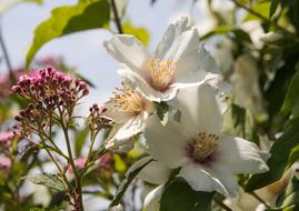white plants are small