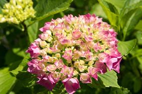 Hydrangea Pink Plant