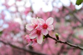Flower Branch Cherry Wood