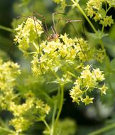 Frauenmantel Plant Nature