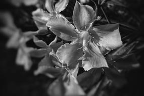 grey flowers black