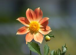 Flower Nature Natural