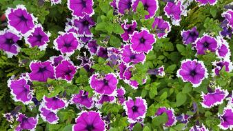 Flower Garden Nature