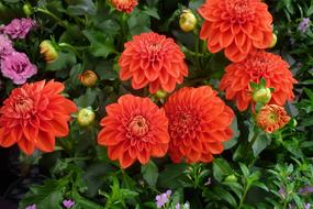 Dahlia Flower Red