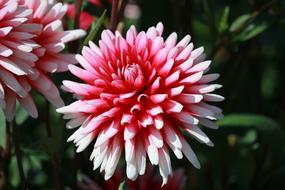 the red plant is fluffy