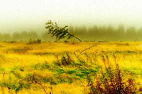 field landscape nature panorama