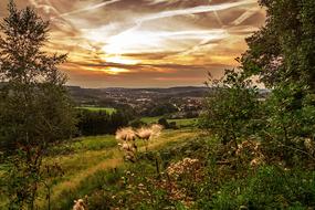 Nature Tree Panorama