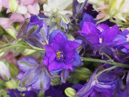 Flower Plant Larkspur