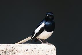 Nature Bird Wildlife