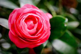 Flower Rose Plant