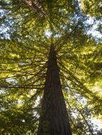 Tree Wood Nature