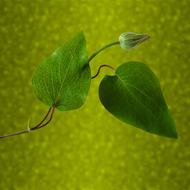 Leaves Nature Blur