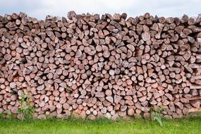 Pile Of Wood Log Tree