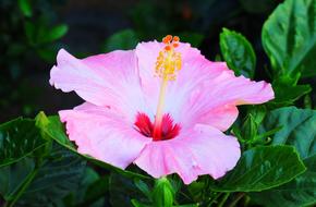 Nature Flower Plant