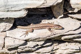 Lizard Nature Reptile