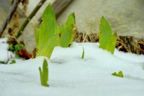 Nature Leaf Snow Frost