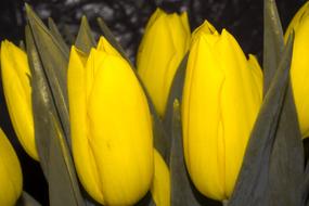 Nature Easter Tulip No