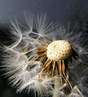 Nature Dandelion Seed