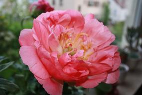 red peony plant