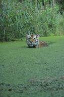 Nature Grass Animal