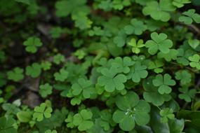 Clover Plant