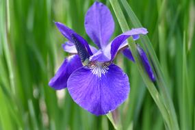 Flower Iris Bloom