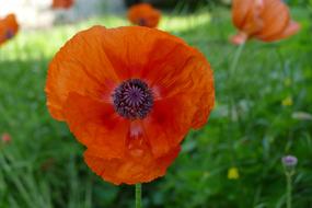 Oriental Poppy Flower Blooming